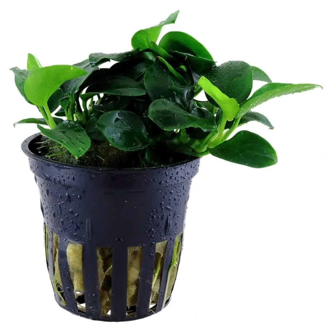 Tropica Akvarieplanter Tropica Akvarieplante i potte Anubias sp. Petite