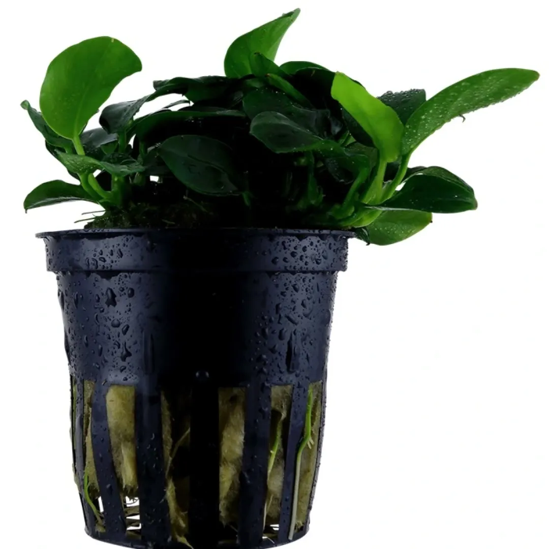 Tropica Akvarieplanter Tropica Akvarieplante i potte Anubias sp. Petite