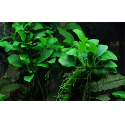Tropica Akvarieplanter Tropica Akvarieplante i potte Anubias sp. Petite