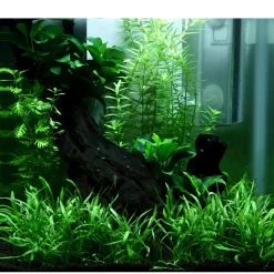 Tropica Akvarieplanter Tropica Akvarieplante i potte Anubias sp. Petite