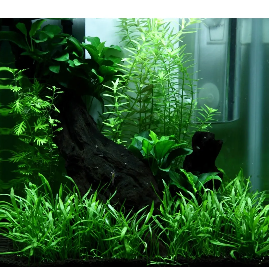 Tropica Akvarieplanter Tropica Akvarieplante i potte Anubias sp. Petite