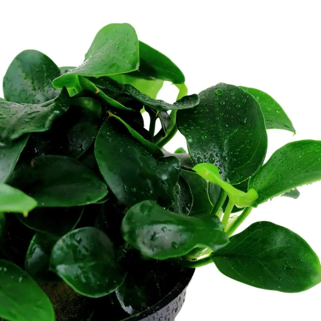 Tropica Akvarieplanter Tropica Akvarieplante i potte Anubias sp. Petite