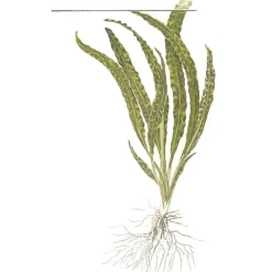 Tropica Akvarieplanter Tropica Akvarieplante i potte Cryptocoryne crispatula