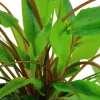 Tropica Akvarieplanter Tropica Akvarieplante i potte Cryptocoryne wendtii Green
