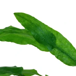 Tropica Akvarieplanter Tropica Akvarieplante i potte Cryptocoryne wendtii Green