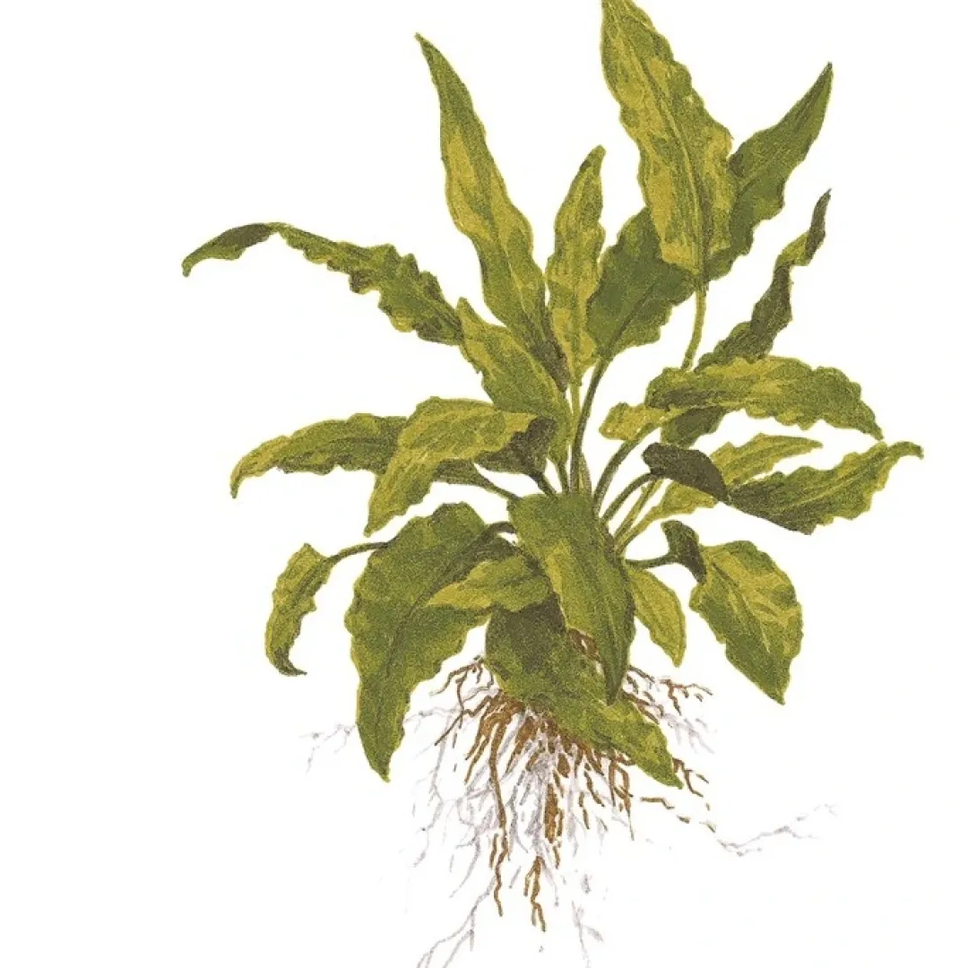 Tropica Akvarieplanter Tropica Akvarieplante i potte Cryptocoryne wendtii Green