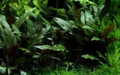 Tropica Akvarieplanter Tropica Akvarieplante i potte Cryptocoryne beckettii petchii