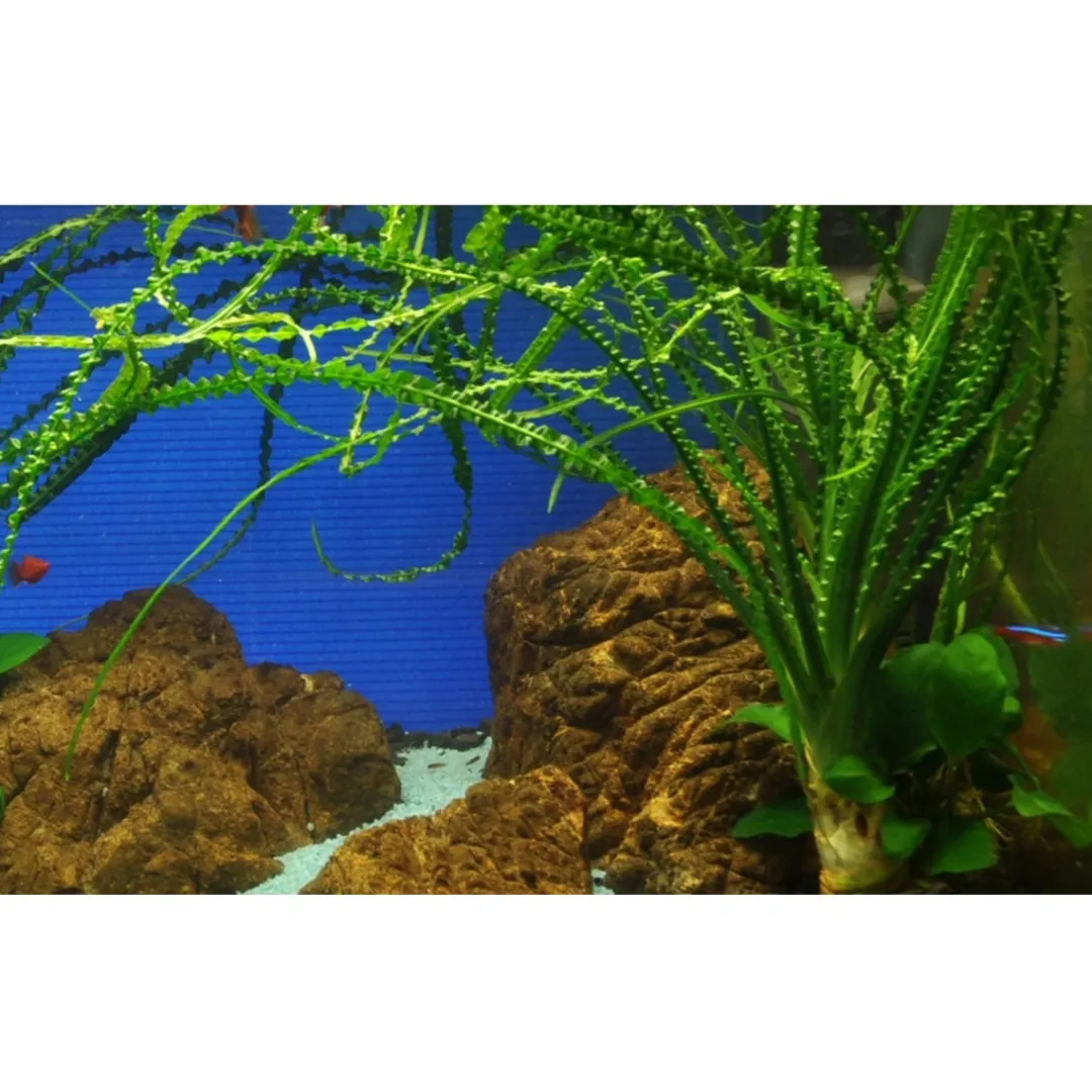 Tropica Akvarieplanter Tropica Akvarieplante i potte Crinum calamistratum