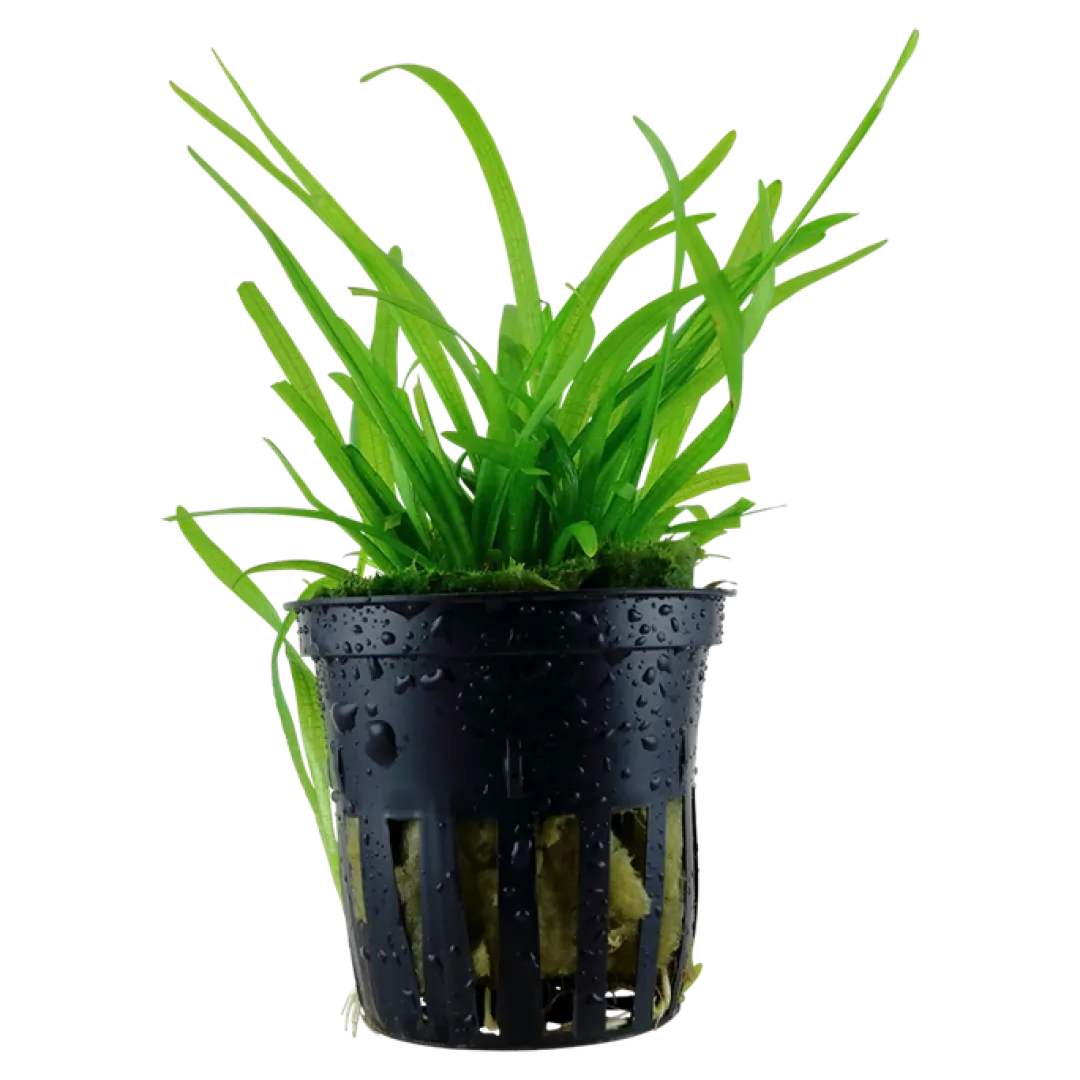 Tropica Akvarieplanter Tropica Akvarieplante i potte Sagittaria subulata