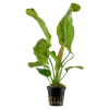 Tropica Akvarieplanter Tropica Akvarieplante i potte Echinodorus Ozelot green