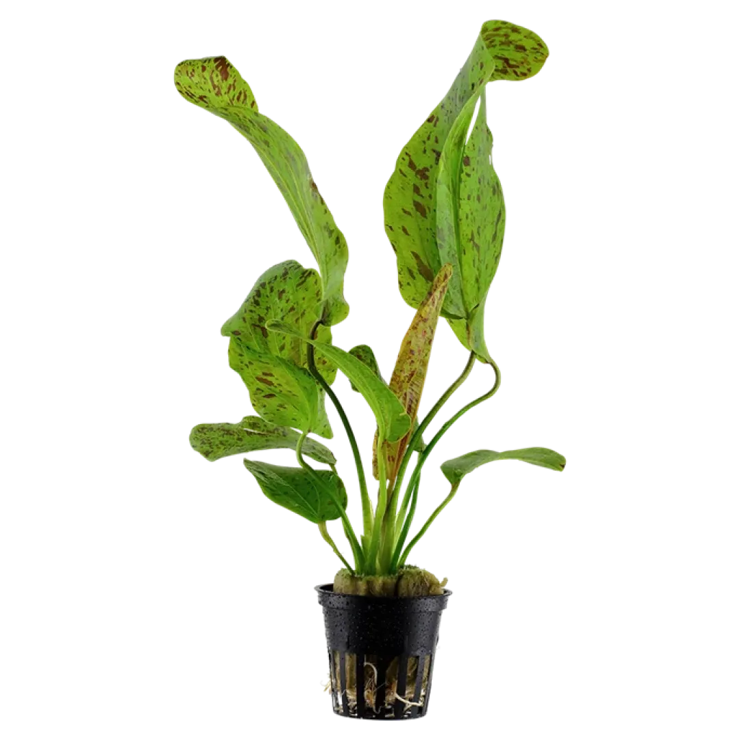 Tropica Akvarieplanter Tropica Akvarieplante i potte Echinodorus Ozelot green