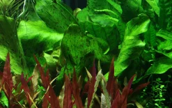 Tropica Akvarieplanter Tropica Akvarieplante i potte Echinodorus Ozelot green