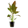 Tropica Akvarieplanter Tropica Akvarieplante i potte Echinodorus Ozelot