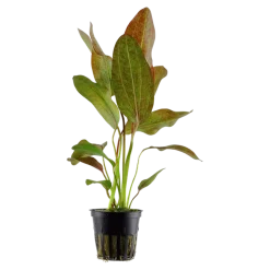 Tropica Akvarieplanter Tropica Akvarieplante i potte Echinodorus Ozelot