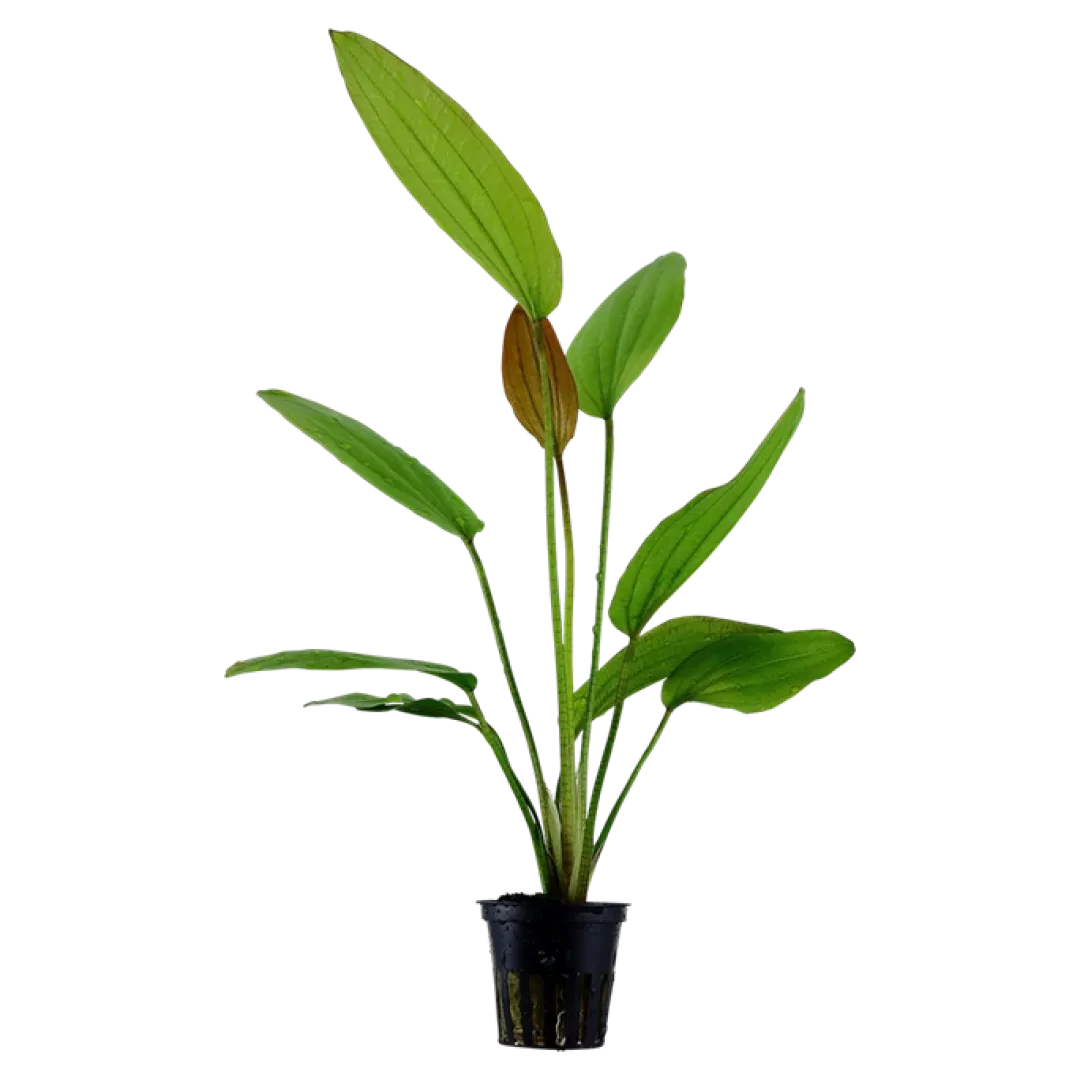 Tropica Akvarieplanter Tropica Akvarieplante i potte Echinodorus Rose