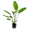 Tropica Akvarieplanter Tropica Akvarieplante i potte Echinodorus x barthii
