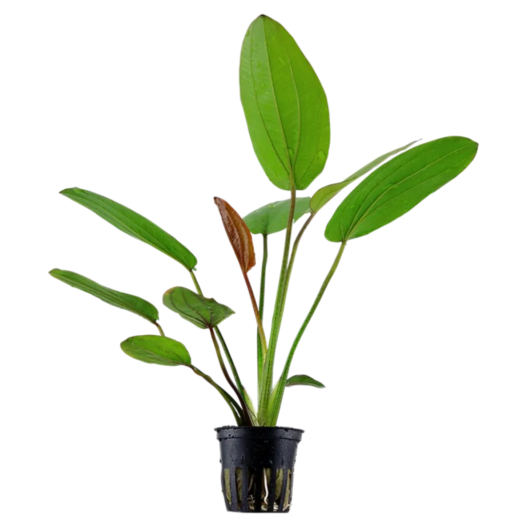 Tropica Akvarieplanter Tropica Akvarieplante i potte Echinodorus x barthii