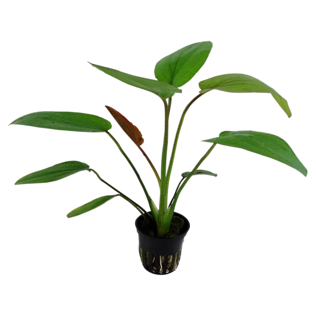 Tropica Akvarieplanter Tropica Akvarieplante i potte Echinodorus x barthii