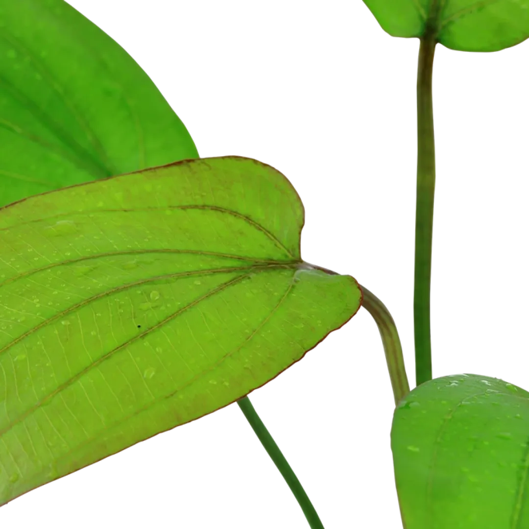 Tropica Akvarieplanter Tropica Akvarieplante i potte Echinodorus x barthii