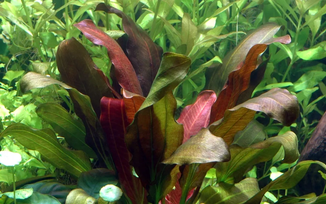 Tropica Akvarieplanter Tropica Akvarieplante i potte Echinodorus x barthii
