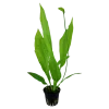 Tropica Akvarieplanter Tropica Akvarieplante i potte Echinodorus grisebachii (bleherae)