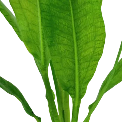 Tropica Akvarieplanter Tropica Akvarieplante i potte Echinodorus grisebachii (bleherae)