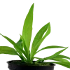 Tropica Akvarieplanter Tropica Akvarieplante i potte Helanthium bolivianum Quadricostatus