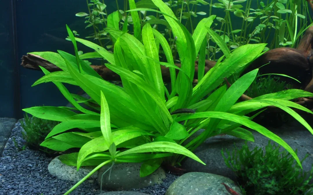 Tropica Akvarieplanter Tropica Akvarieplante i potte Helanthium bolivianum Quadricostatus