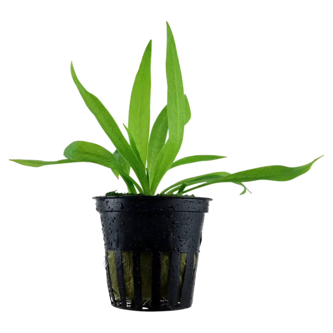 Tropica Akvarieplanter Tropica Akvarieplante i potte Helanthium bolivianum Quadricostatus