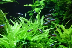 Tropica Akvarieplanter Tropica Akvarieplante i potte Helanthium bolivianum Quadricostatus