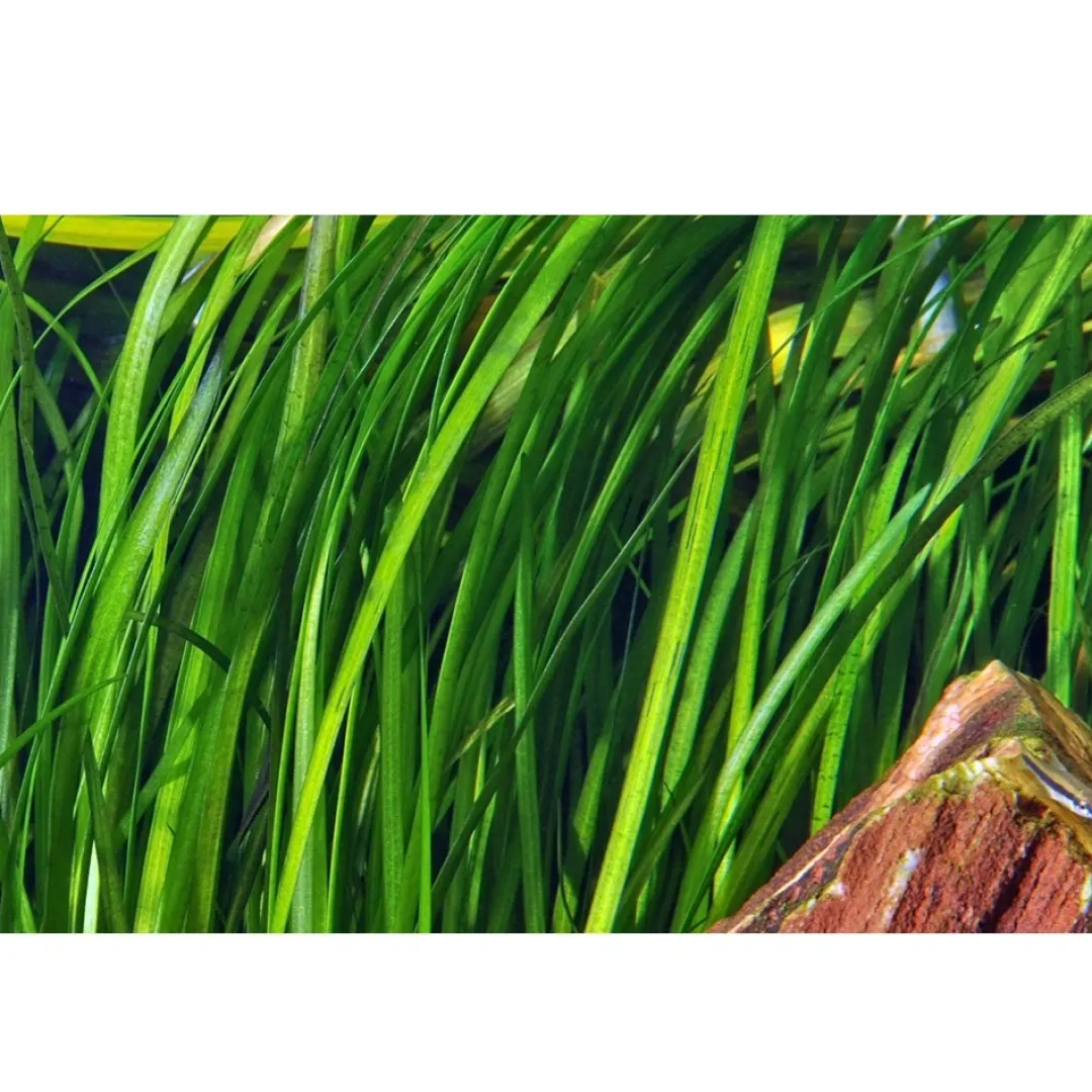 Tropica Akvarieplanter Tropica Akvarieplante i potte Vallisneria spiral (Tiger)