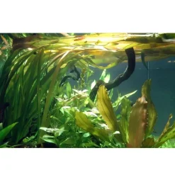 Tropica Akvarieplanter Tropica Akvarieplante i potte Vallisneria americana gigantea