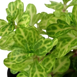 Tropica Akvarieplanter Tropica Akvarieplante i potte Shinnersia Rivularis Weiss-Grün