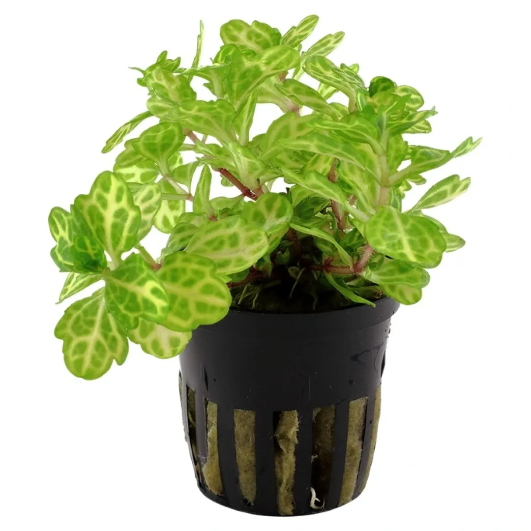 Tropica Akvarieplanter Tropica Akvarieplante i potte Shinnersia Rivularis Weiss-Grün