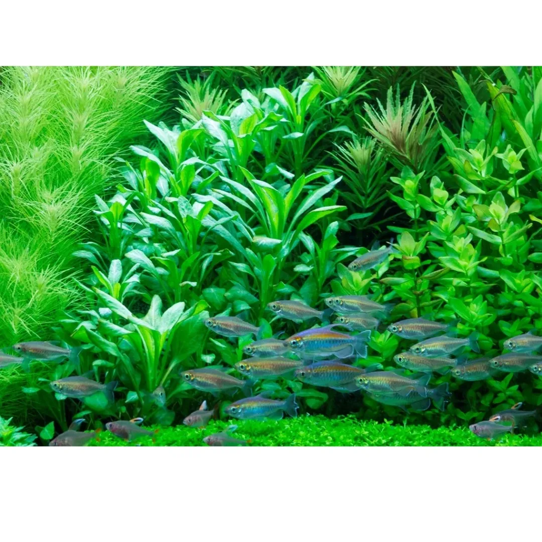 Tropica Akvarieplanter Tropica Akvarieplante i potte Lobelia cardinalis