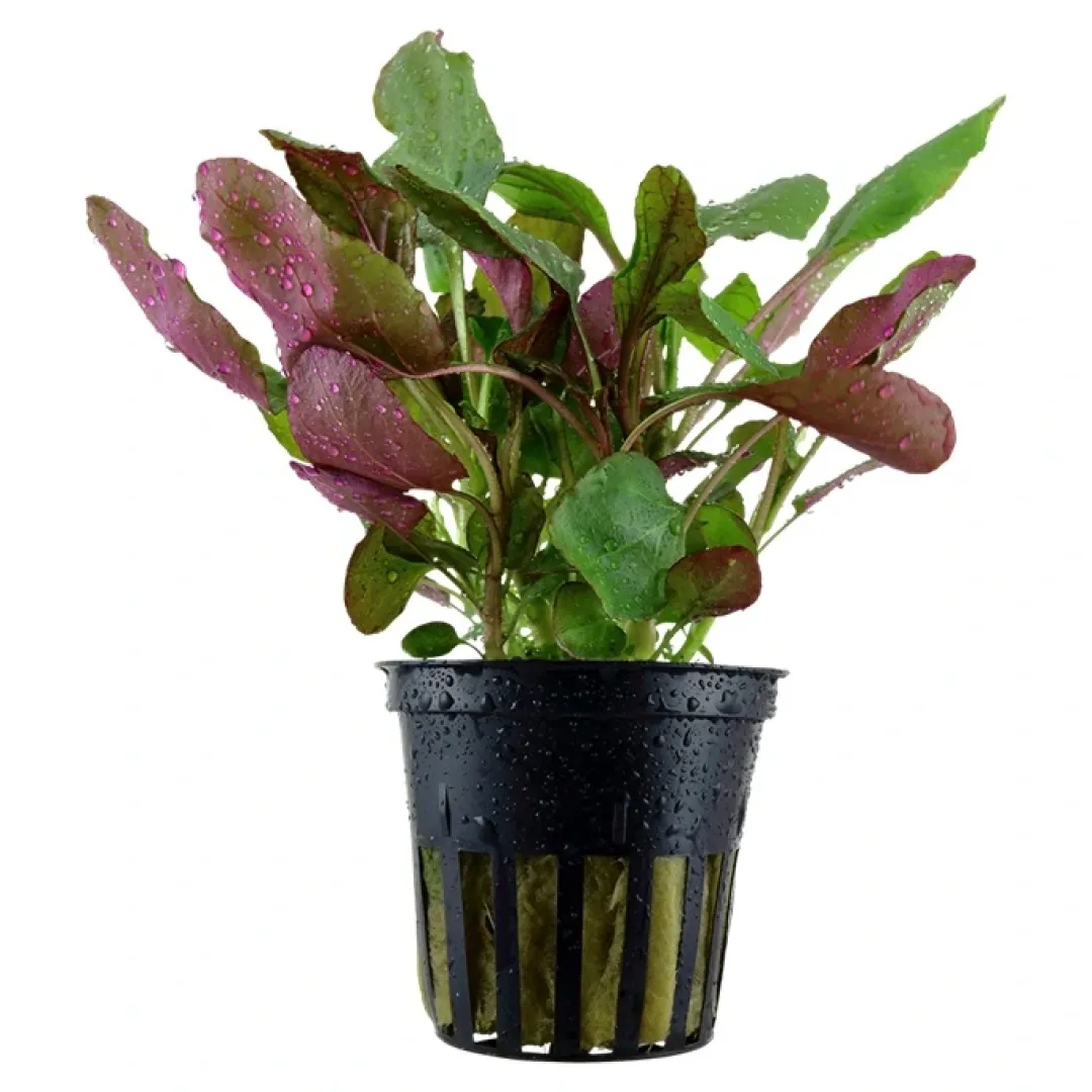 Tropica Akvarieplanter Tropica Akvarieplante i potte Lobelia cardinalis
