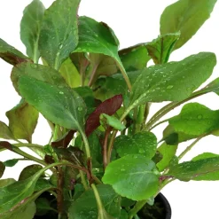 Tropica Akvarieplanter Tropica Akvarieplante i potte Lobelia cardinalis