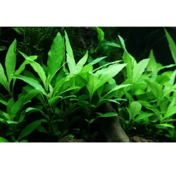 Tropica Akvarieplanter Tropica Akvarieplante i potte Hygrophila Siamensis 53B