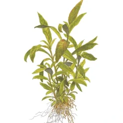 Tropica Akvarieplanter Tropica Akvarieplante i potte Hygrophila Siamensis 53B