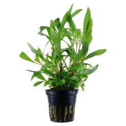 Tropica Akvarieplanter Tropica Akvarieplante i potte Hygrophila Siamensis 53B