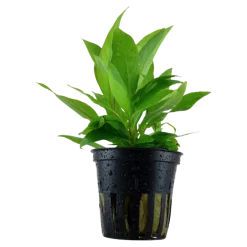 Tropica Akvarieplanter Tropica Akvarieplante i potte Hygrophila Corymbosa Stricta