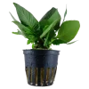 Tropica Akvarieplanter Tropica Akvarieplante i potte Hygrophila corymbosa Compact