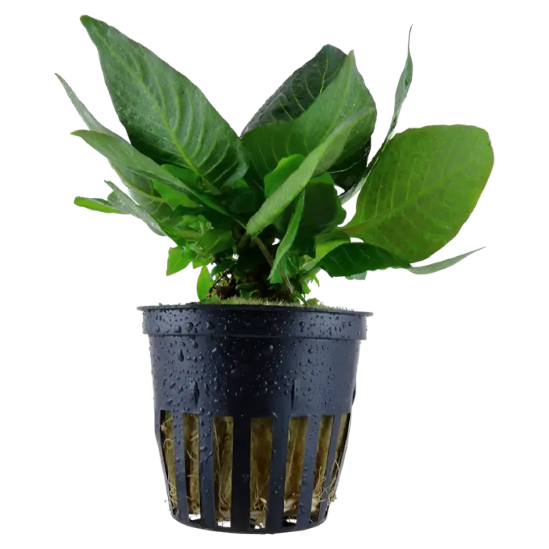 Tropica Akvarieplanter Tropica Akvarieplante i potte Hygrophila corymbosa Compact