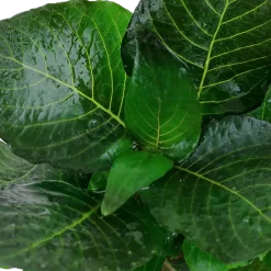 Tropica Akvarieplanter Tropica Akvarieplante i potte Hygrophila corymbosa Compact