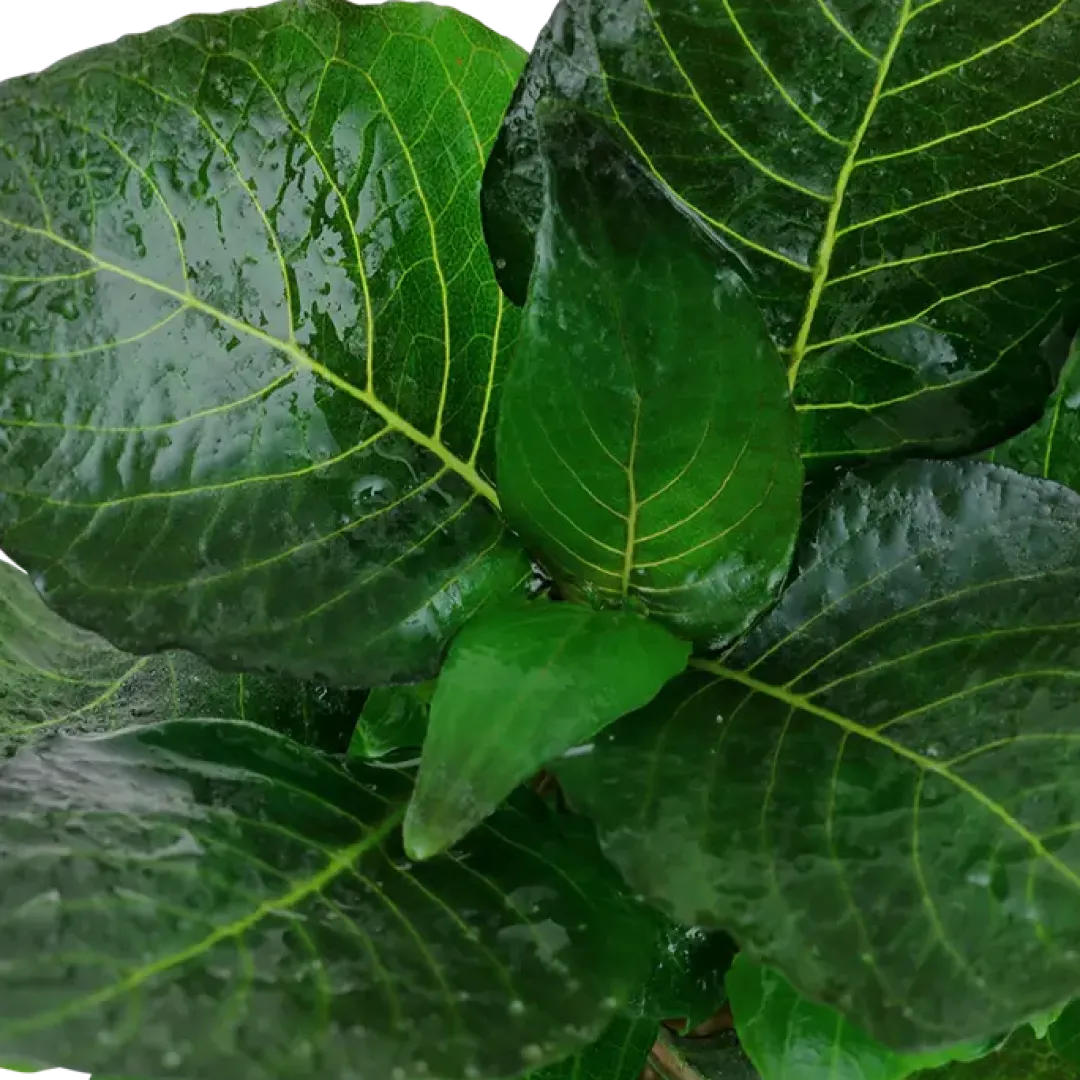 Tropica Akvarieplanter Tropica Akvarieplante i potte Hygrophila corymbosa Compact