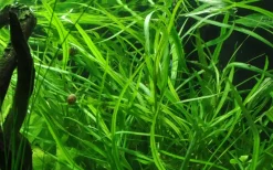 Tropica Akvarieplanter Tropica Akvarieplante i potte Hygrophila costata