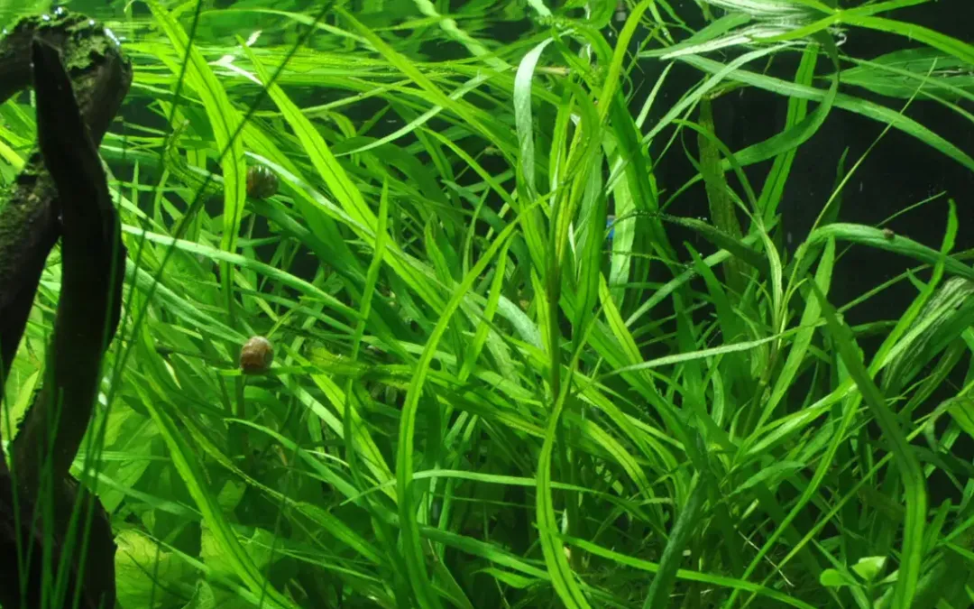 Tropica Akvarieplanter Tropica Akvarieplante i potte Hygrophila costata
