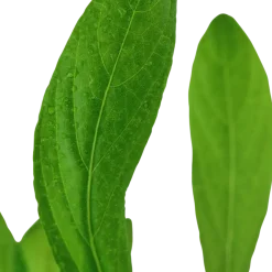 Tropica Akvarieplanter Tropica Akvarieplante i potte Hygrophila costata