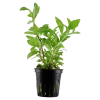 Tropica Akvarieplanter Tropica Akvarieplante i potte Hygrophila polysperma Rosanervig
