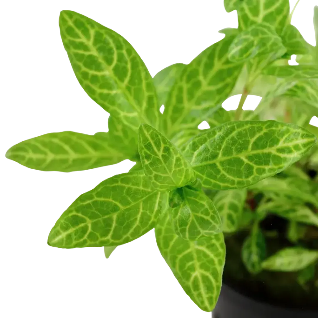 Tropica Akvarieplanter Tropica Akvarieplante i potte Hygrophila polysperma Rosanervig